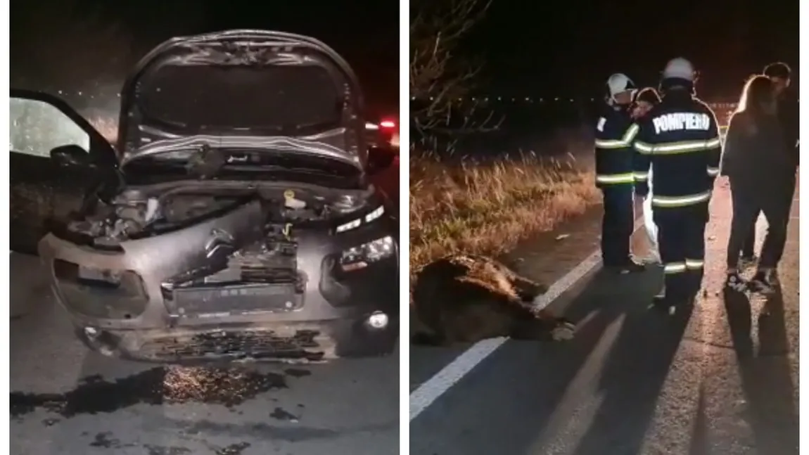 Citroen făcut praf după ce a lovit un porc mistreţ. Val de accident în România