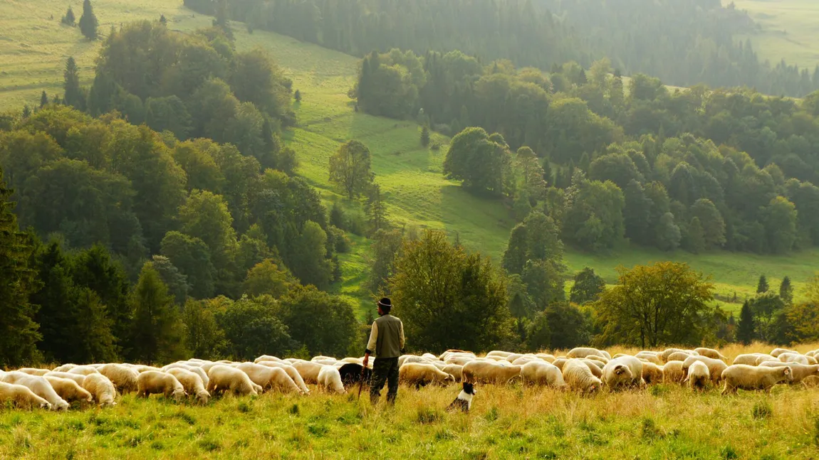 România a rămas fără ciobani! Crescătorii de oi angajează oameni din Bangladesh