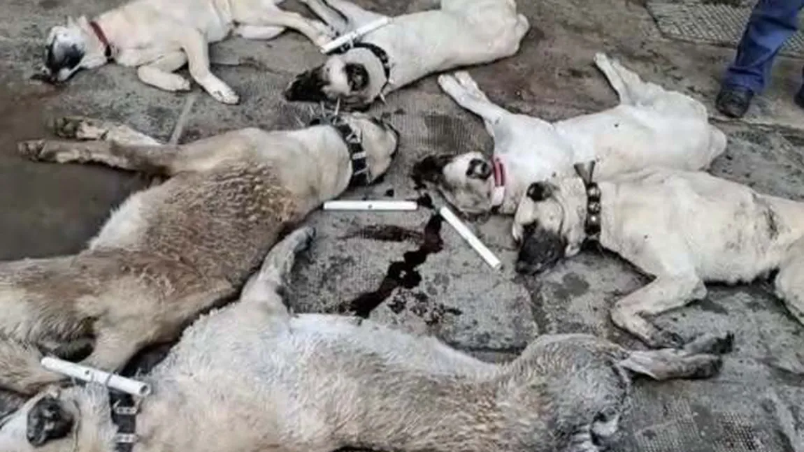 Șase câini din rasa Kangal, antrenați special să păzească turmele de oi, au fost otrăviți la o stână din Arad