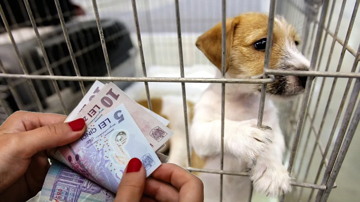 Oamenii vor fi obligați să le facă test ADN pentru câini. Amenda e de 1000 de euro, plus 500 de euro dacă nu strângi 