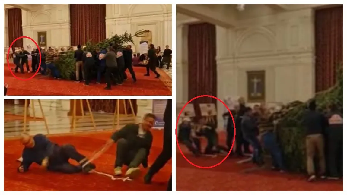 VIDEO - Scene de cascadorii râsului în Parlament la montarea bradului de Crăciun. Cum s-au chinuit angajaţii să instaleze bradul. Unii au şi căzut