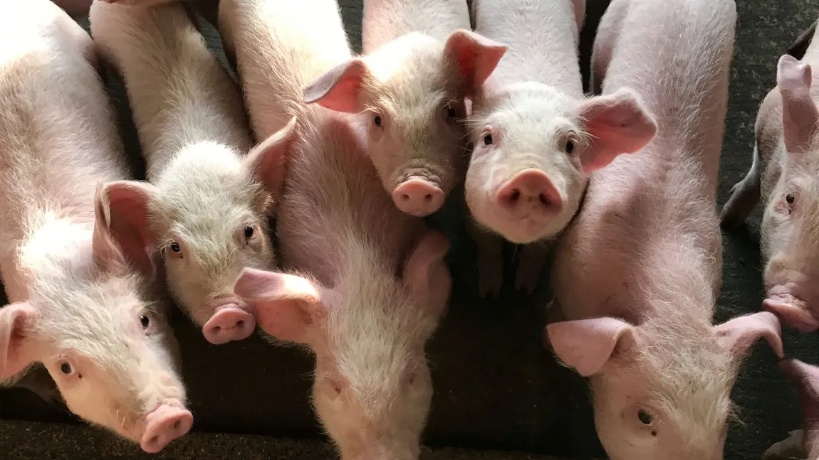 Noi reguli pentru micii crescători de porci. Țăranii au voie să dețină maxim 15 porcine