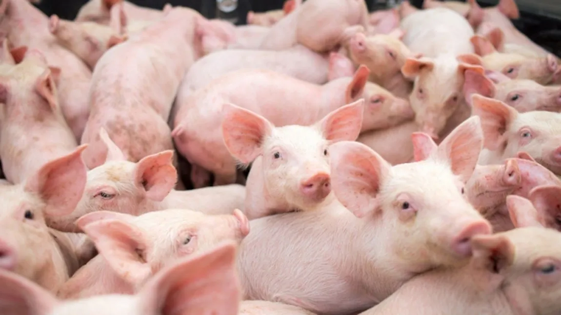 Cât costă la finalul anului 2022 un purcel pentru îngrășat în Danemarca, țara din care și România importă un număr mare de porci