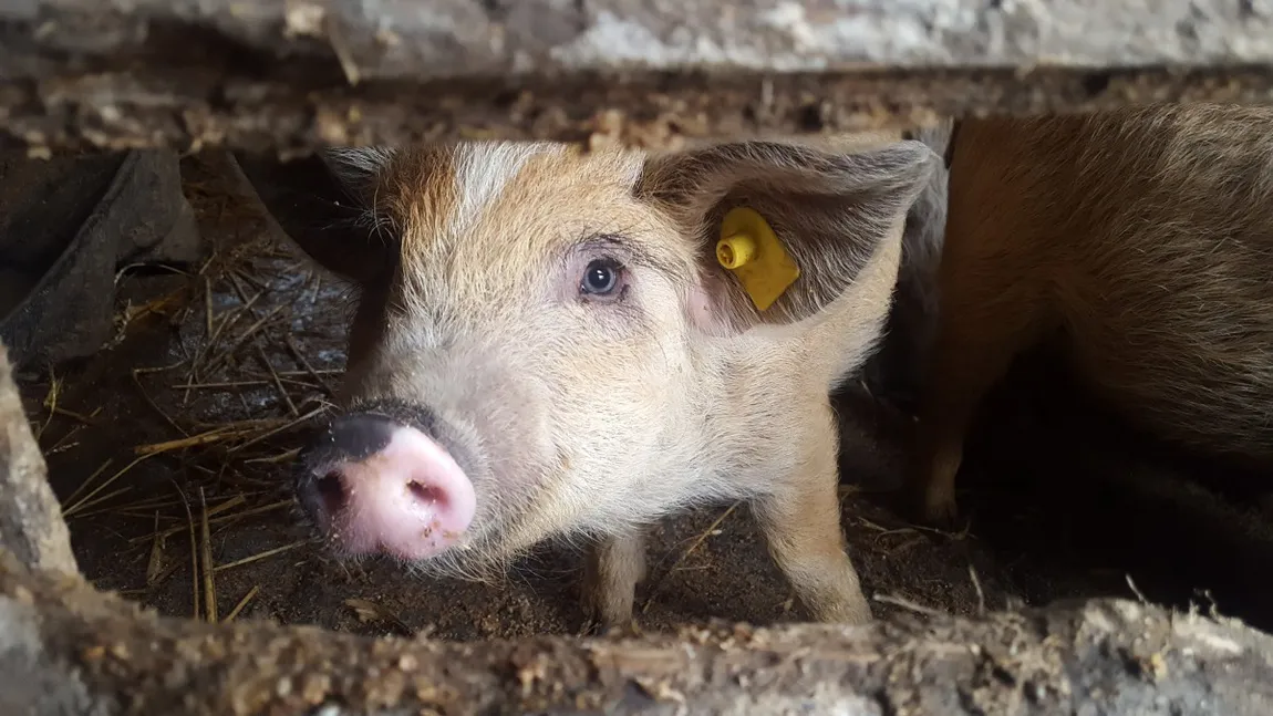 Veşti bune pentru fermierii români. Câţi bani le intră în conturi de la stat