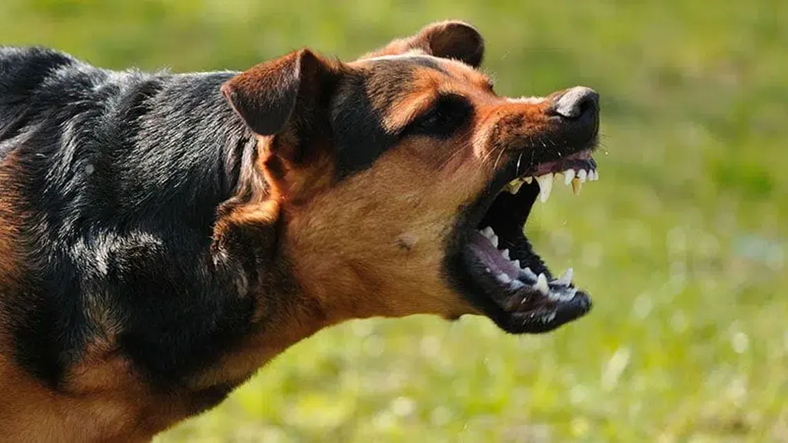 Cum să te ferești de câinii agresivi în cazul în care ești atacat! Sfaturi importante pentru cei care aleargă