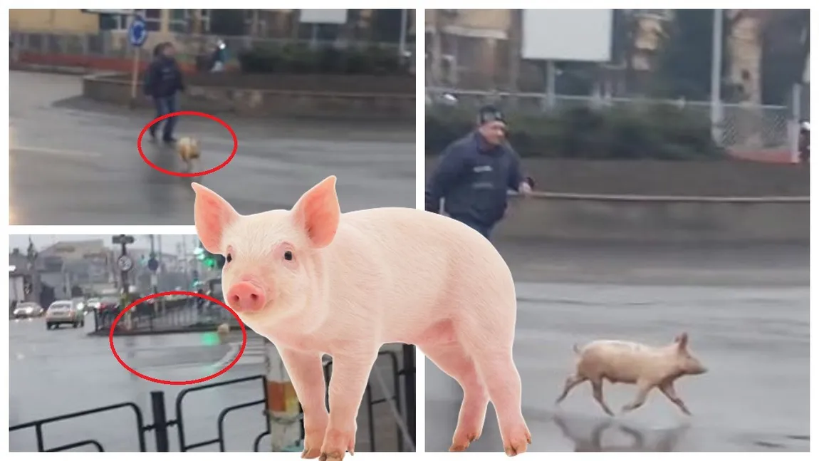 Porc ”evadat” în centrul Bacăului. Proprietarul l-a fugărit printre mașini într-un sens giratoriu VIDEO