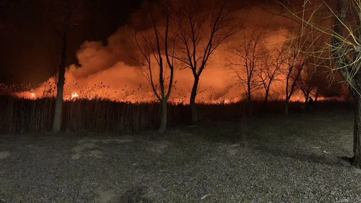 Incendiu de vegetație masiv în Delta Dunării. Zeci de hectare ard în apropiere de localitatea Murghiol VIDEO