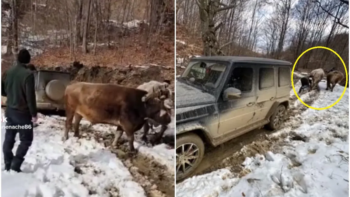 Cum au dat clasă boii Ghiocel şi Bălan unui Mercedes de 160.000 de euro rămas blocat în nămeţi VIDEO