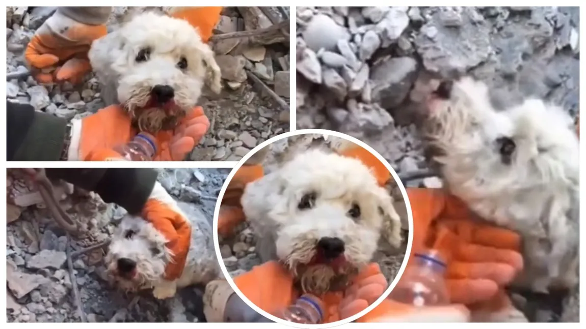 Imagini emoționante după cutremurele din Turcia! Momentul în care un câine prins sub dărâmături a fost salvat - VIDEO