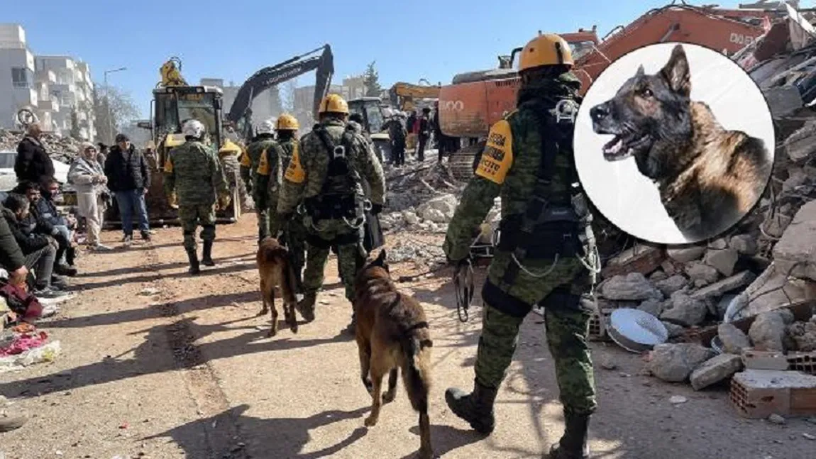 Câine-erou în Turcia. Proteo a murit după ce a salvat doi oameni de sub dărâmături VIDEO