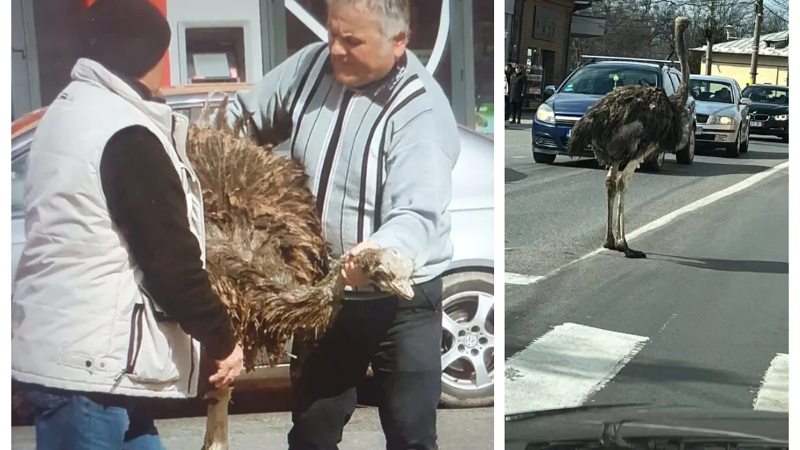 Un struţ a bulversat traficul rutier în Găești. Toată lumea a fotografiat pasărea exotică