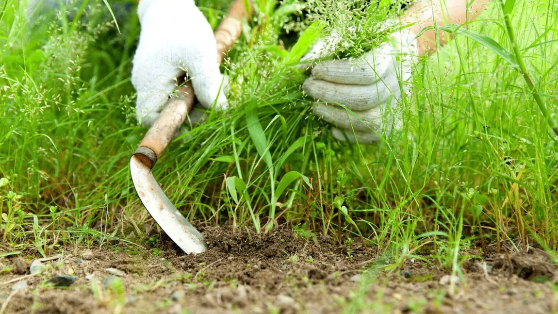 Cum să scapi de buruienile din curte. Metoda simplă, naturală și de mare ajutor în acestă primăvară