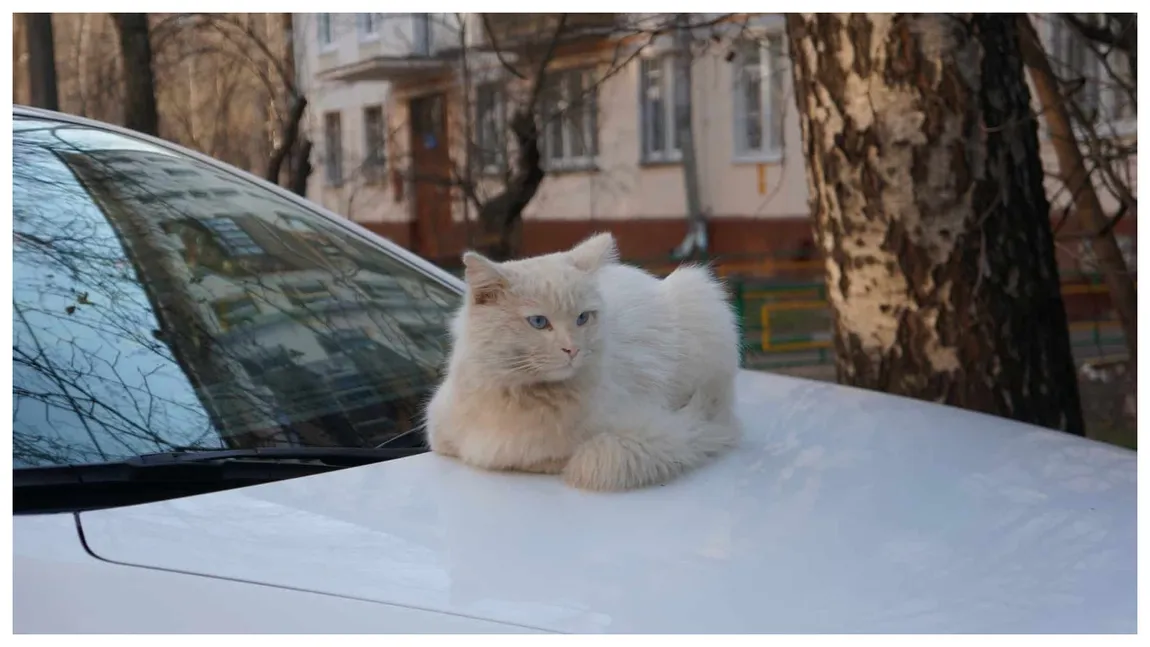 O pisică a băgat zâzanie între doi vecini. Un bărbat și-a dat în judecată vecinul pentru că felina i-a zgâriat mașina