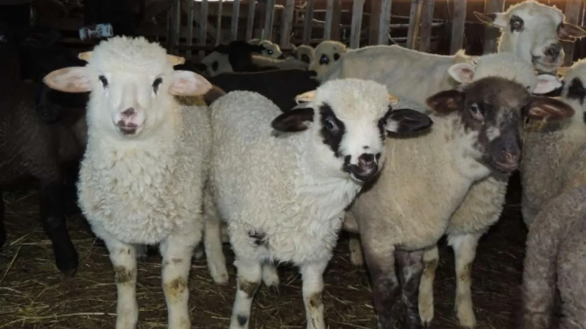 Ciobanii din Gorj se plâng de vânzările de miei de Paşti: 