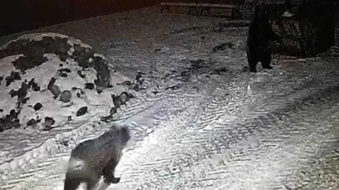 Doi dintre cei trei urşi care coborau frecvent la Grădina Zoologică din Tg. Mureş au fost capturaţi