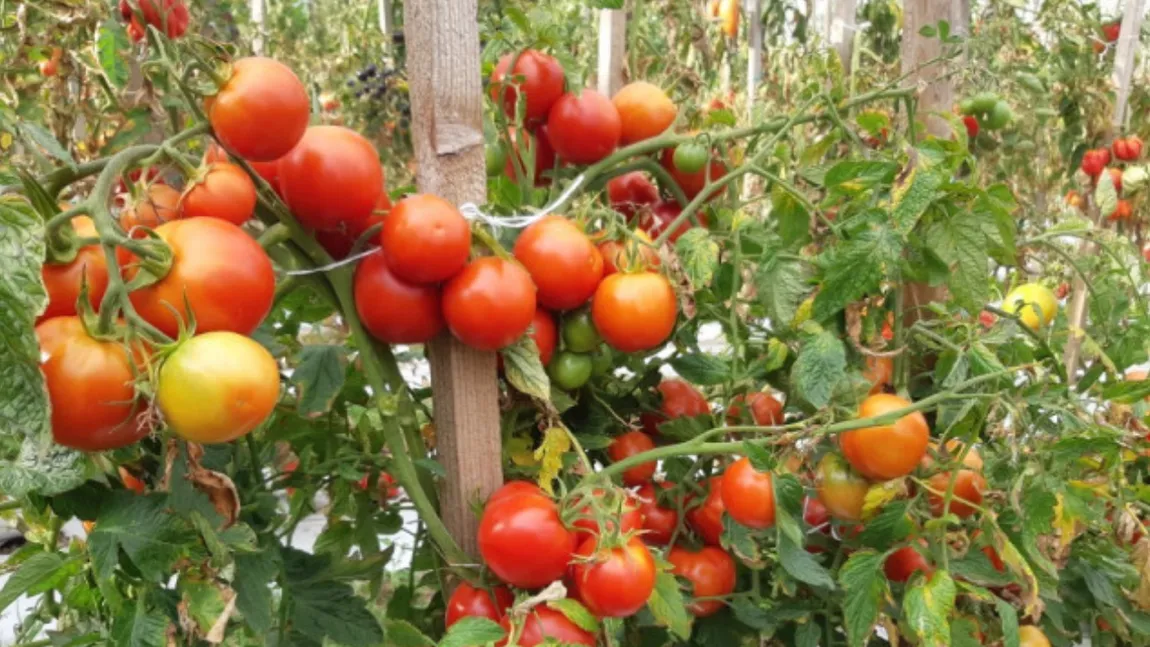 Rezultatul expertizei procurorilor la producătorii de legume din Buzău: Roșiile pot fi consumate, castraveții nu