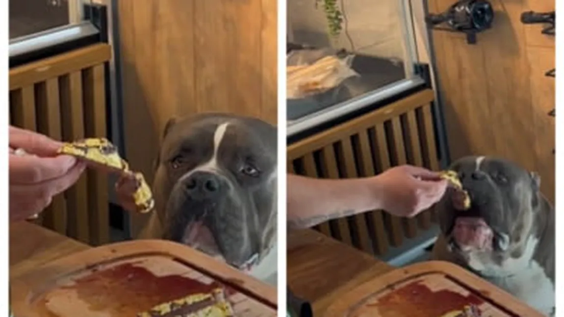 Un câine de rasă, hrănit cu vită în foiță de aur la cel mai scump restaurant din România. Patronul restaurantului este un baron local PSD
