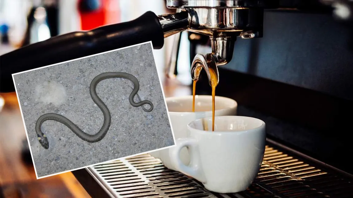 Alertă într-un bar din România după ce un șarpe de un metru a fost găsit în aparatul de cafea