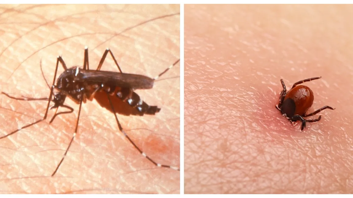 Detaliile prin care poți diferenția mușcătura de țânțar de cea de căpușă. Trucurile prin care te poți feri de înțepăturile acestor insecte