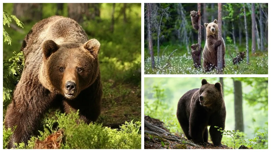 Începe vânătoarea de urşi după ce Rambo a fost relocat. 220 de exemplare de urs brun, în bătaia puştii. Ministrul Fechet: 