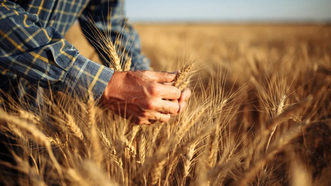 Fermierii estimează pierderi de 2.000 lei la hectar în acest an și cer intervenția Ministerului Agriculturii. ”Noua practică este de a se aduce marfa din Ucraina în Republica Moldova, iar de acolo, aceasta pleacă către Port Constanța”