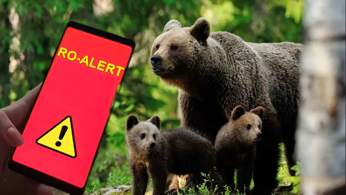 A fost emis Ro-Alert, o ursoaică şi puii ei au intrat în oraşul Teiuş