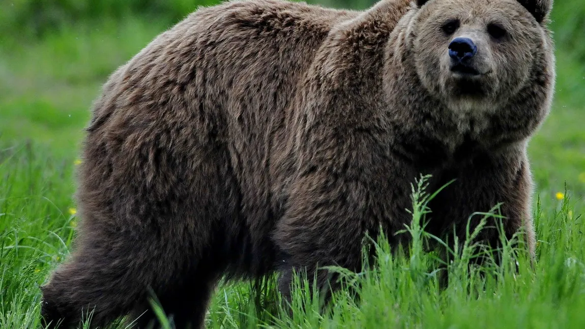Panică la Buzău! Un bărbat a fost atacat de urs în timp ce se afla cu animalele la păscut