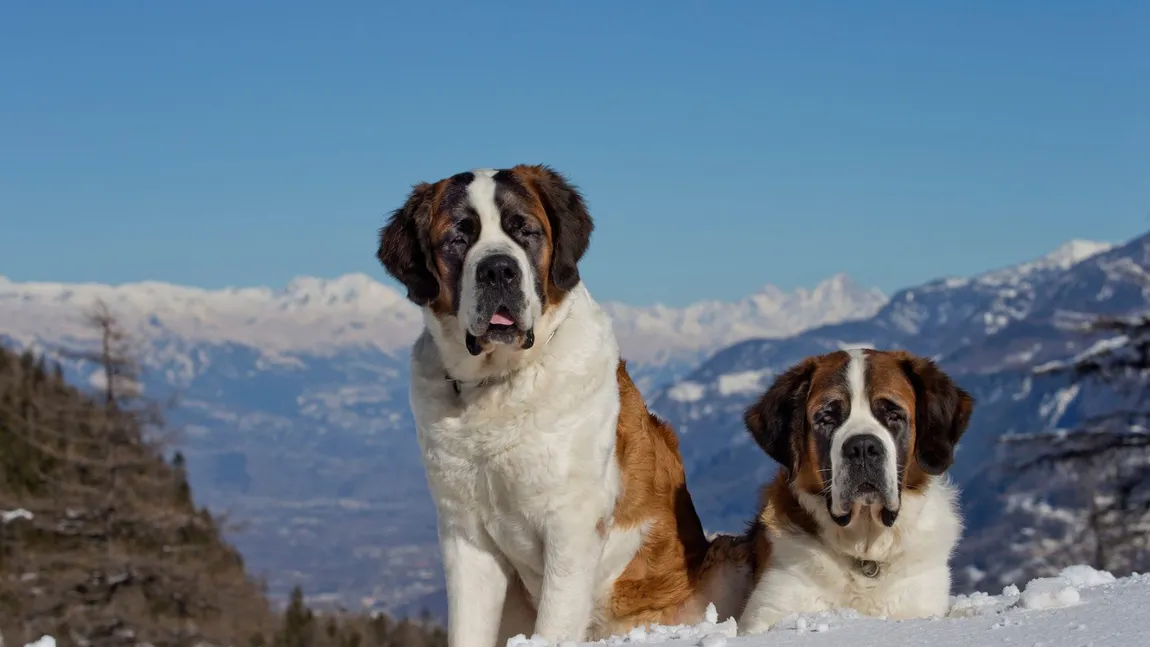 Câinii Saint Bernard, tot mai puțin folosiți în misiuni de salvare. În ce fel îi ajută acum pe oameni