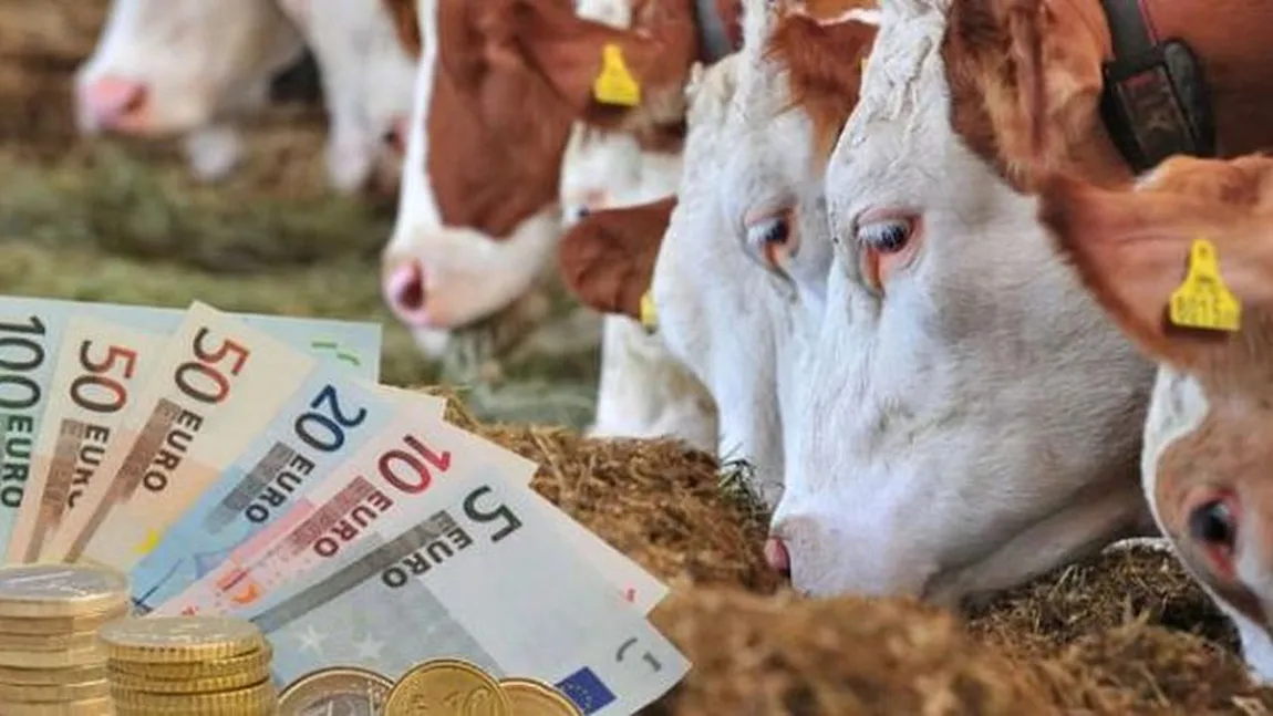 Subvenţii 2024. Se dau peste 5.000 de euro de la stat. O vacă îţi dă lapte, brânză, carne, dar îţi bagă şi 130 de euro în cont