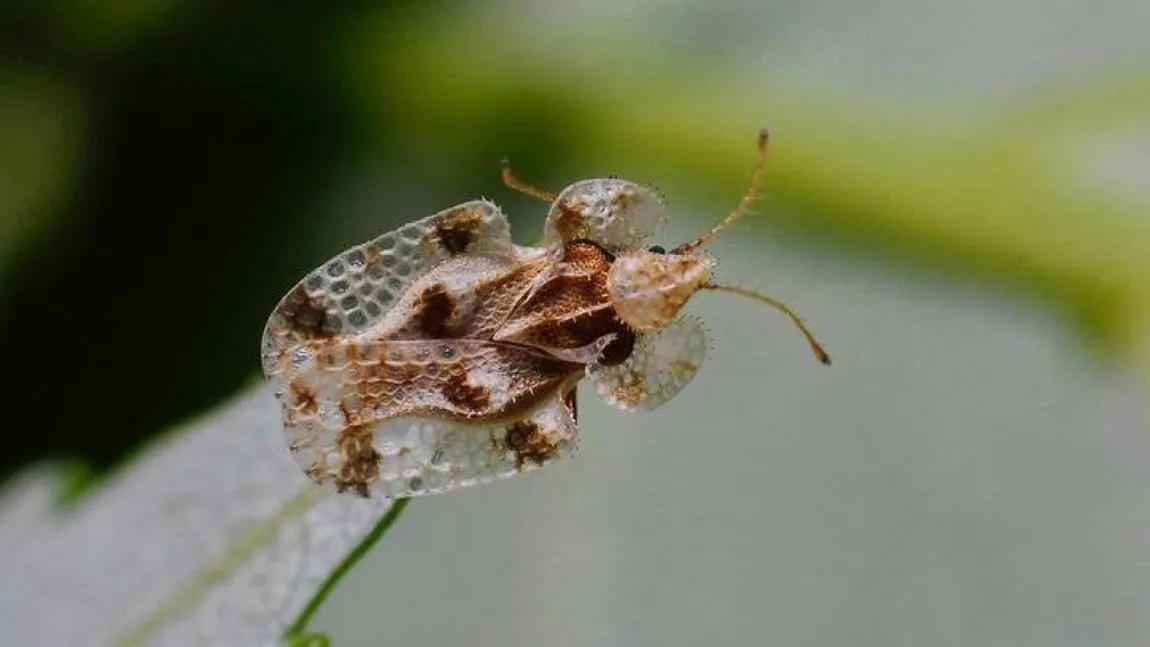 Insecta periculoasă care terorizează România. Oamenii sunt disperați: „Ne intră în case, ne mușcă, faceți ceva!”