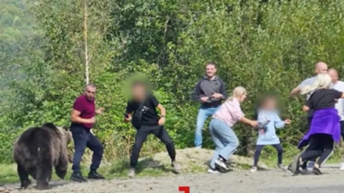 Turiști atacați de urs pe Transfăgărășan, după ce au coborât să facă poză cu el! Imagini ireale cu inconștiența unor părinți care și-au dus copilul pâna la 1 metru de urs!