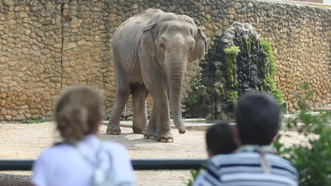 A murit Mali, cel mai trist elefant din lume. A stat singur într-o cușcă timp de 46 de ani
