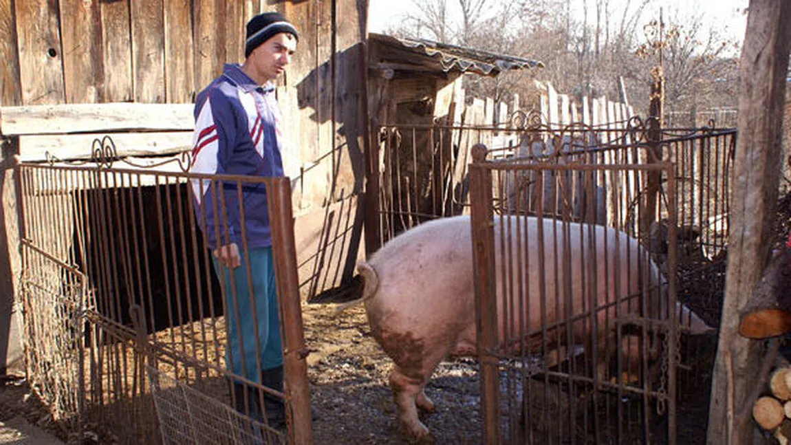 De necrezut! Ce amendă a primit un crescător de porci din Alba. Bărbatul a contestat decizia în instanță de două ori