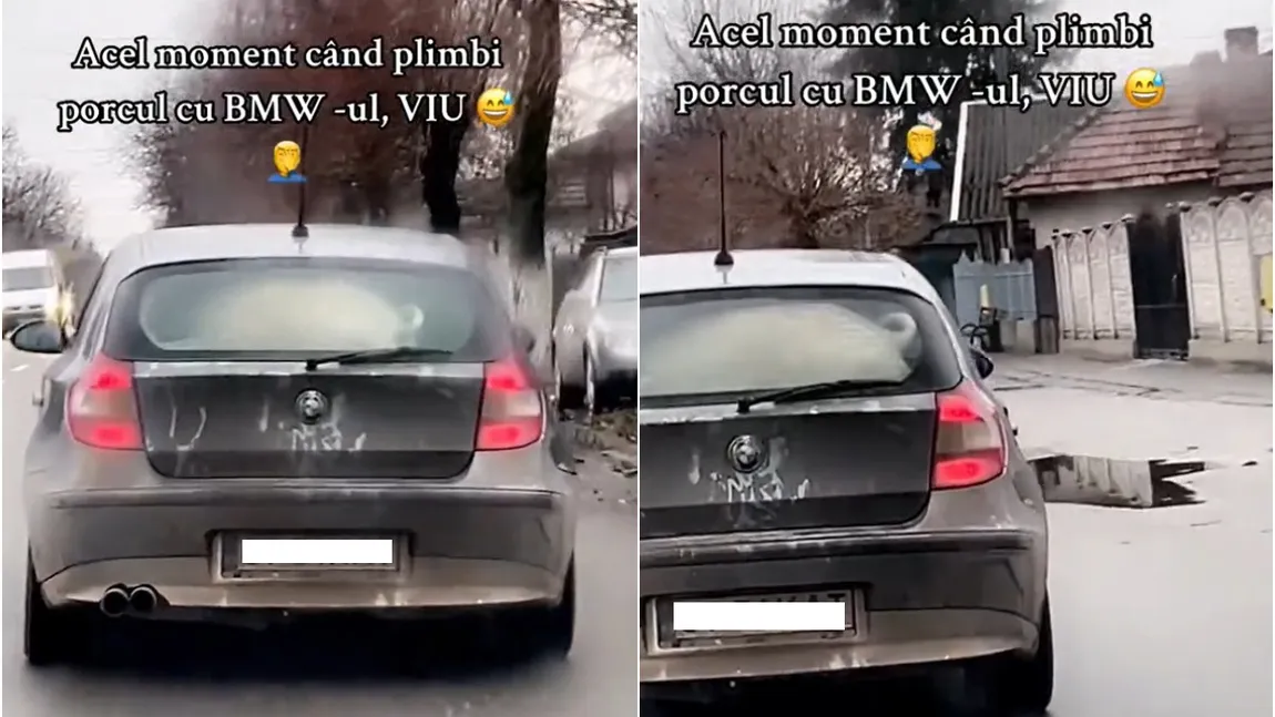 Imaginile zilei! Porc plimbat cu BMW-ul în Olt! Reacţiile fabuloase ale internauţilor: 