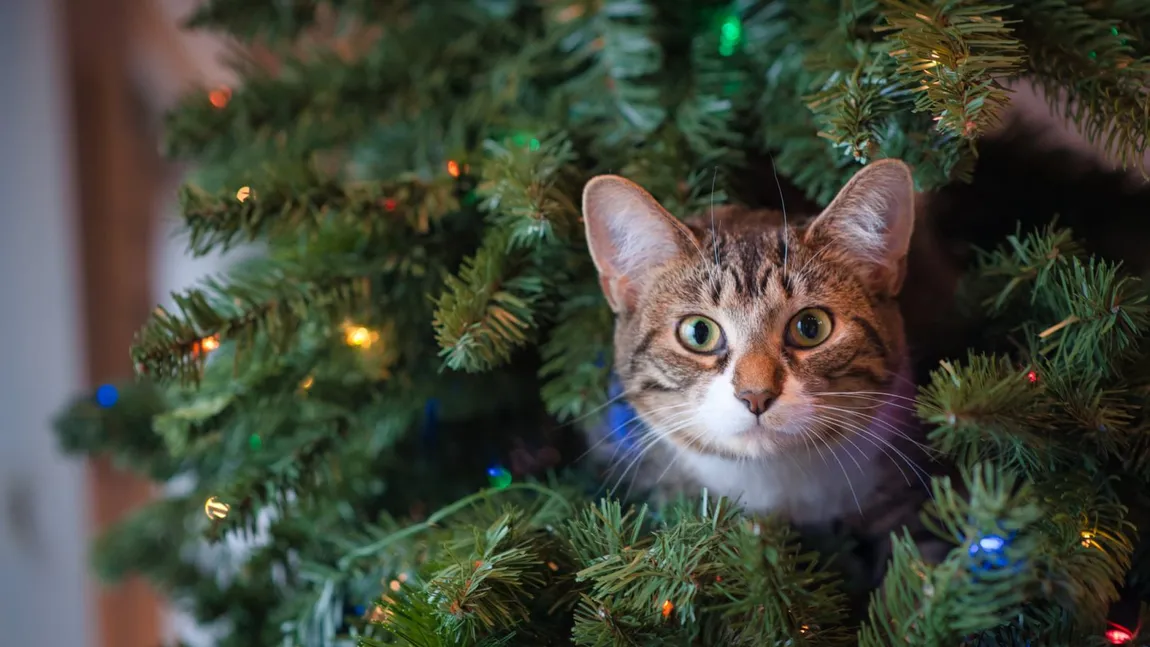 Condimentul care ține pisica departe de pomul de Crăciun! Așa scapi de stres
