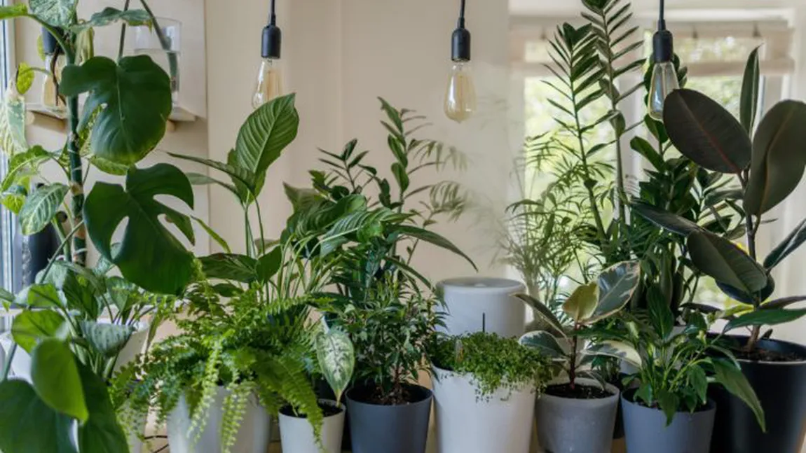 Plantele pe care trebuie neapărat să le ai în casă în prima lună din 2024! Atrag prosperitatea și norocul
