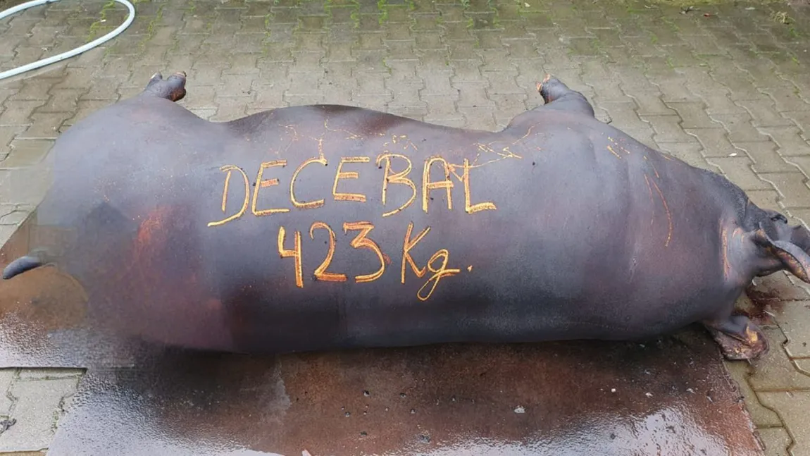 Decebal, porcul gigant de 423 kg, a ajuns sub formă de cârnaţi şi caltaboşi la familii amărâte