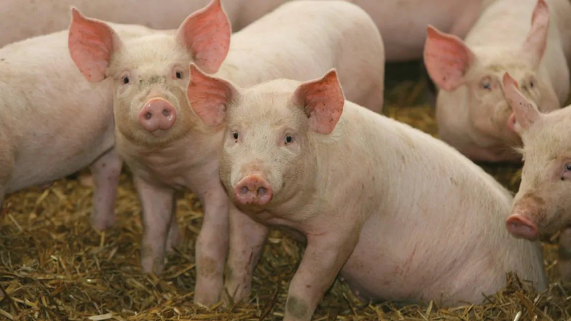 Comunele din România în care locuitorii nu mai au voie să taie porci în gospodărie