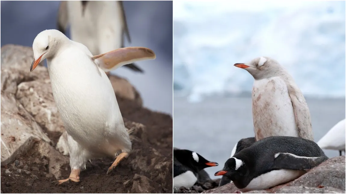 Un pinguin complet alb, descoperit în Antarctica. Care este motivul pentru care nu arată ca celelalte păsări acvatice