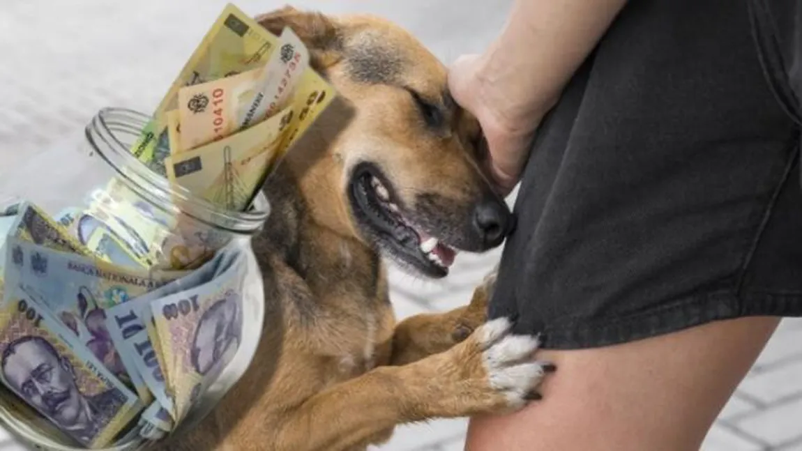 Taxele locale reduse cu 200 de euro pentru persoanele care adoptă un câine. Ce este 