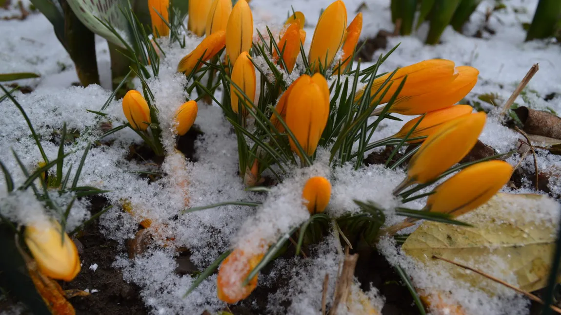 Revin ninsorile în România din martie. Prognoza Accuweather modificată