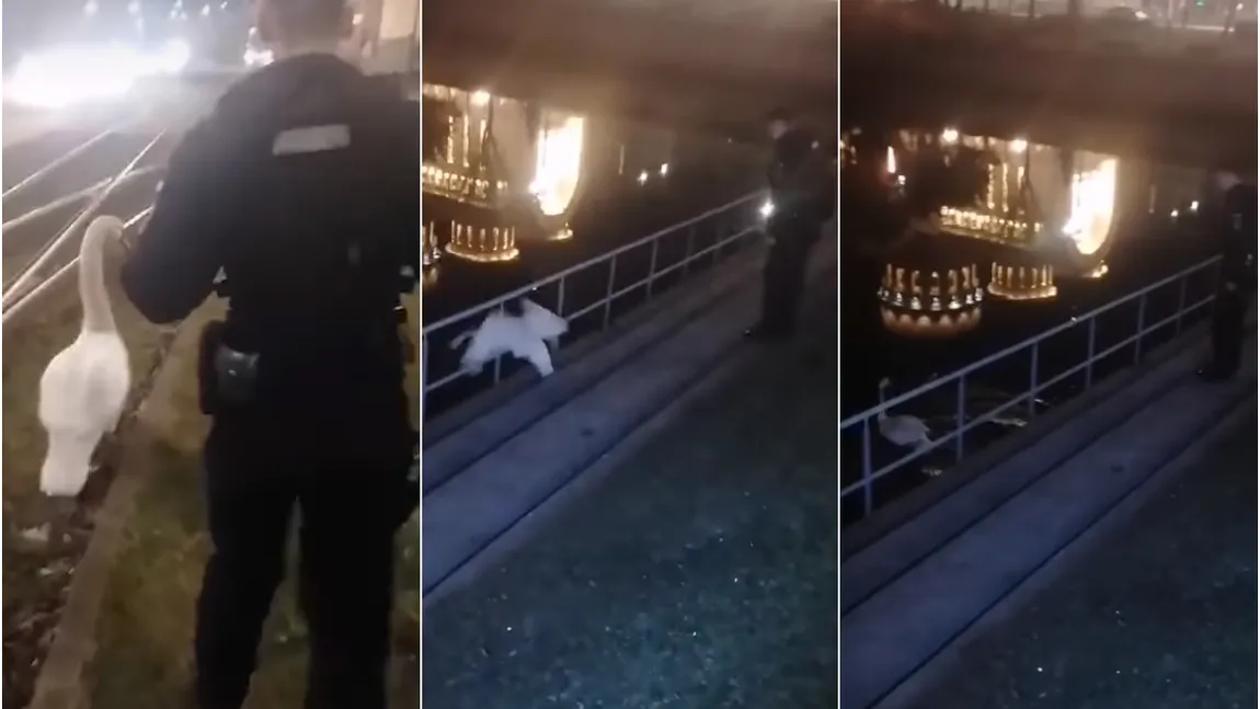 Şase jandarmi s-au chinuit să prindă o lebădă care voia să ia tramvaiul spre casă VIDEO viral