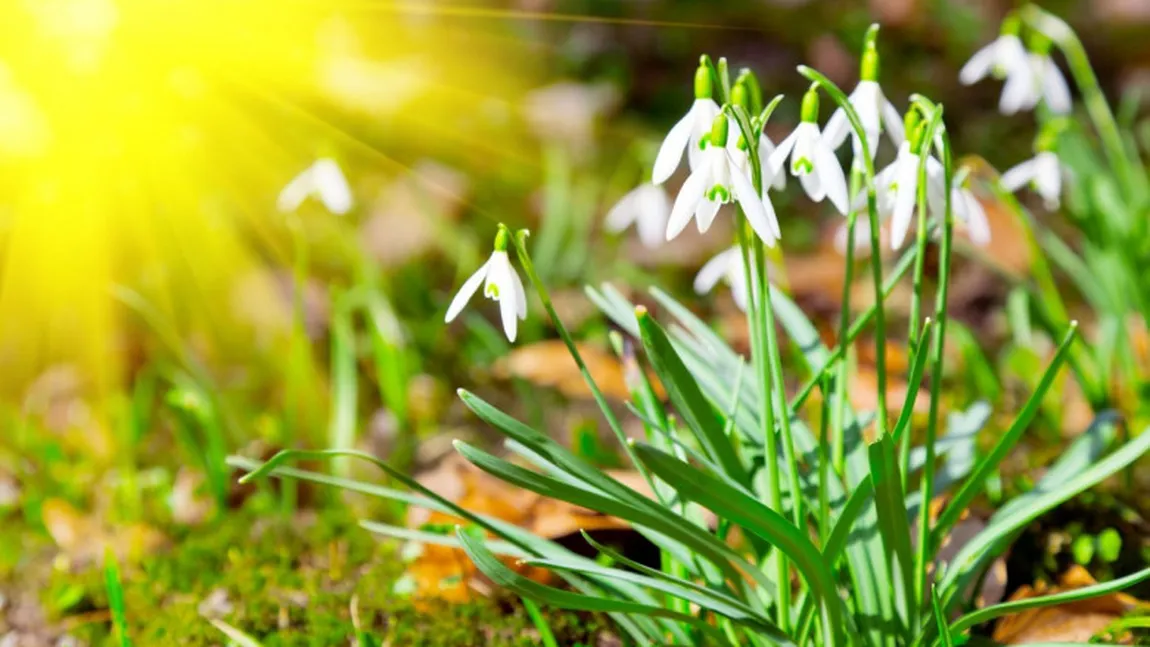 Meteorologii ACCUWEATHER anunţă temperaturi anormale în România. Cum va fi vremea în martie 2024