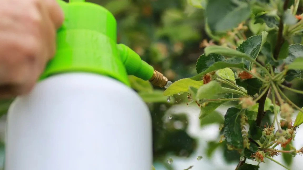 Sfaturi pentru grădinărit. Cu ce se pulverizează pomii fructiferi pentru a preveni apariția dăunătorilor. Fără chimicale!