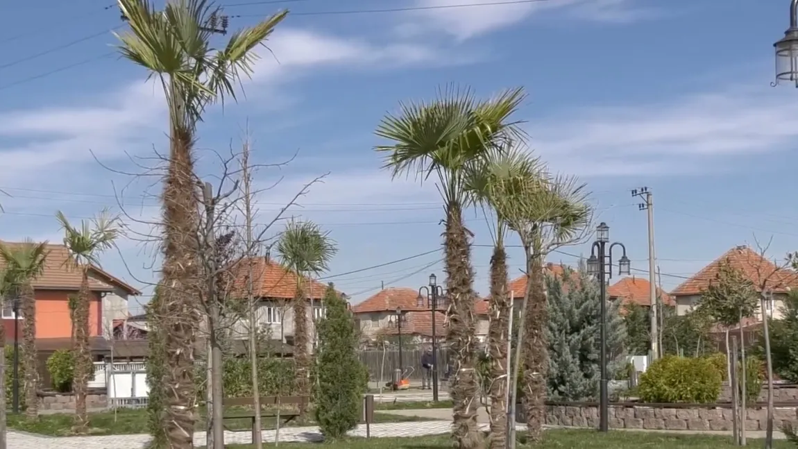 Primarul unei comune din Mehedinţi a a plantat palmieri pe marginea drumului care nu are trotuar. Localnicii sunt nemulţumiţi, ar fi dorit pomi fructiferi