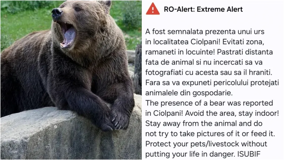 Mesaj RO-Alert pentru locuitorii de lângă București. Prezența unui urs a stârnit panică