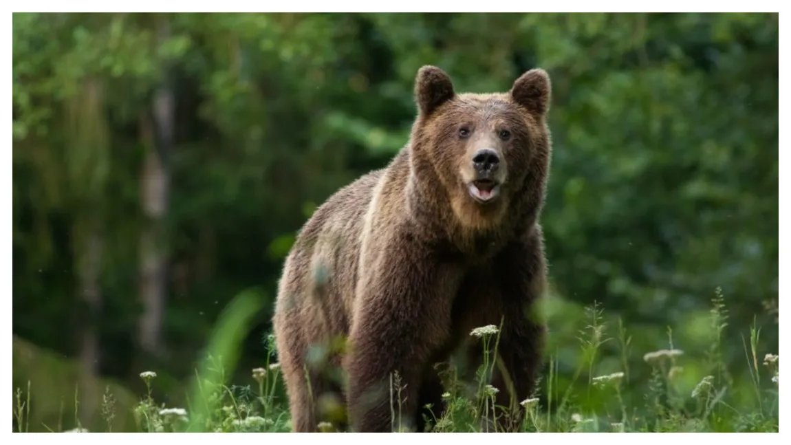 O turistă britanică a fost atacată de un urs în zona barajului Vidraru. Autoritățile au emis mesaj RO-ALERT