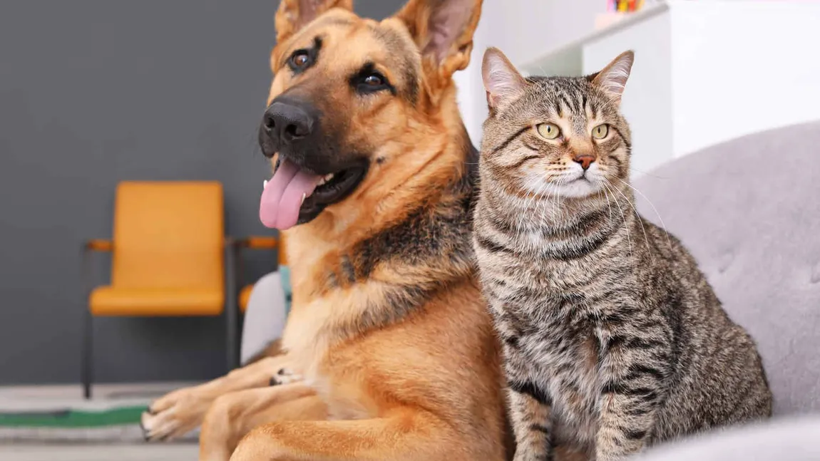 Toți proprietarii de câini și pisici trebuie să știe! Decizia care îți poate aduce amenzi colosale