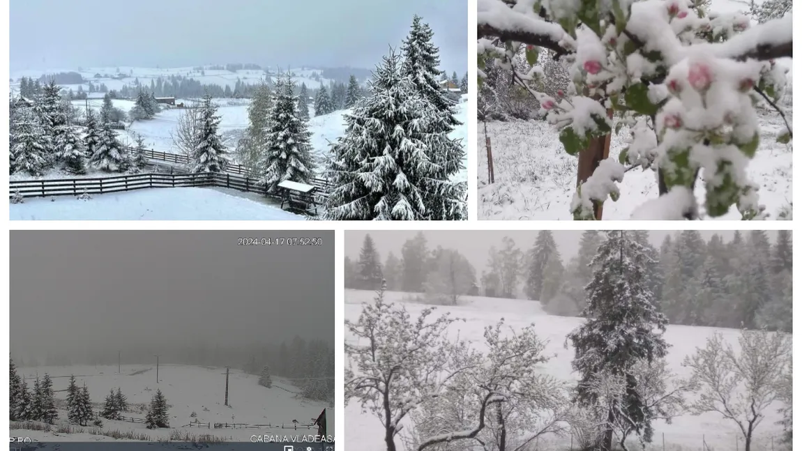 Episod de iarnă în România la mijloc de aprilie. A nins și s-a așternut strat de zăpadă peste pomii înfloriți în mai multe zone