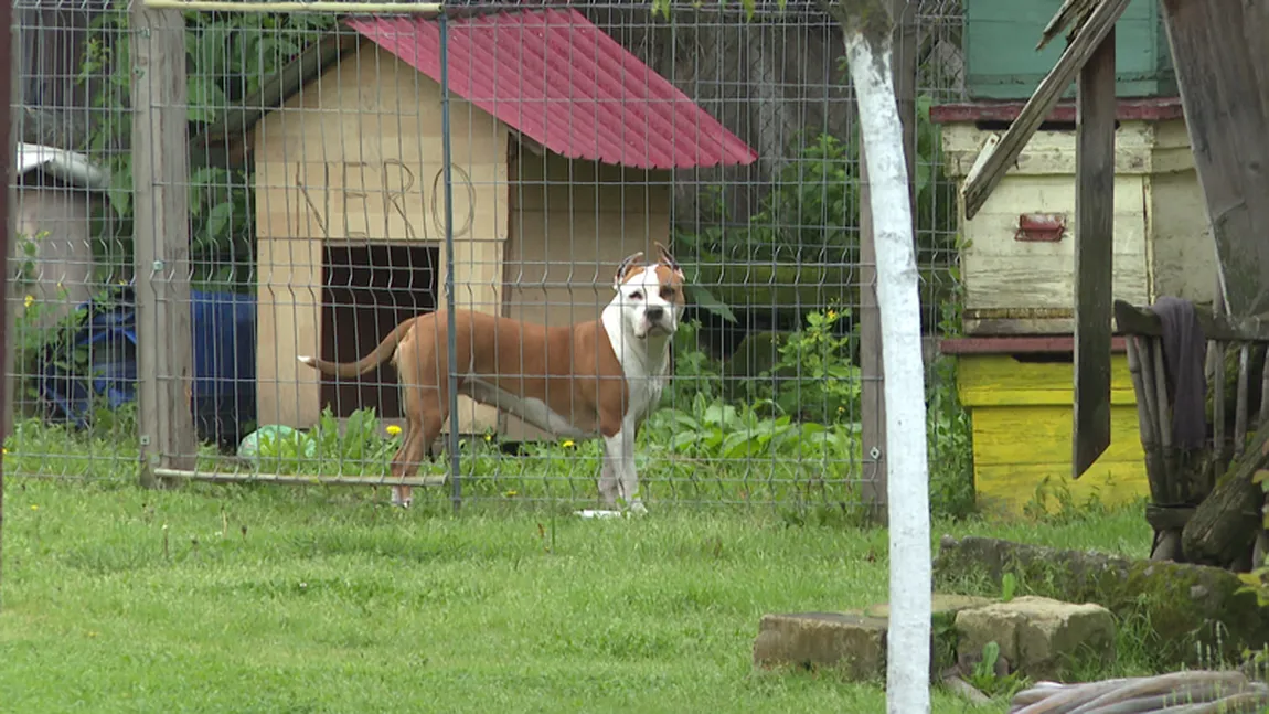 La ce distanţă trebuie să plasezi coteţul câinelui faţă de gardul vecinului. Legea este clară, iar amenzile sunt uriaşe!